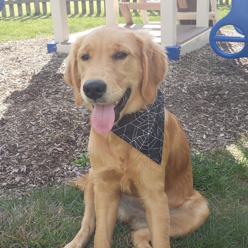 Meet your Posher, Shannon